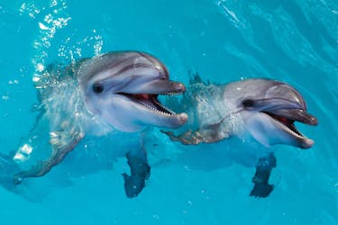 Поплавайте с дельфинами и исследуйте окрестности в Atlantis Dubai