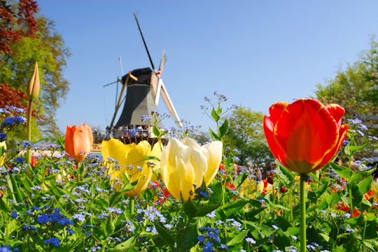 Tour van Amsterdam naar Keukenhof met plattelands- en windmolencruise