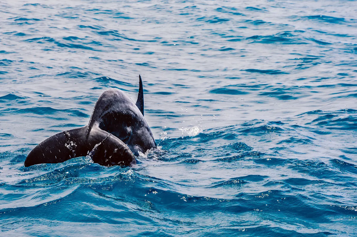 Cozumel El Cielo Snorkel Tour