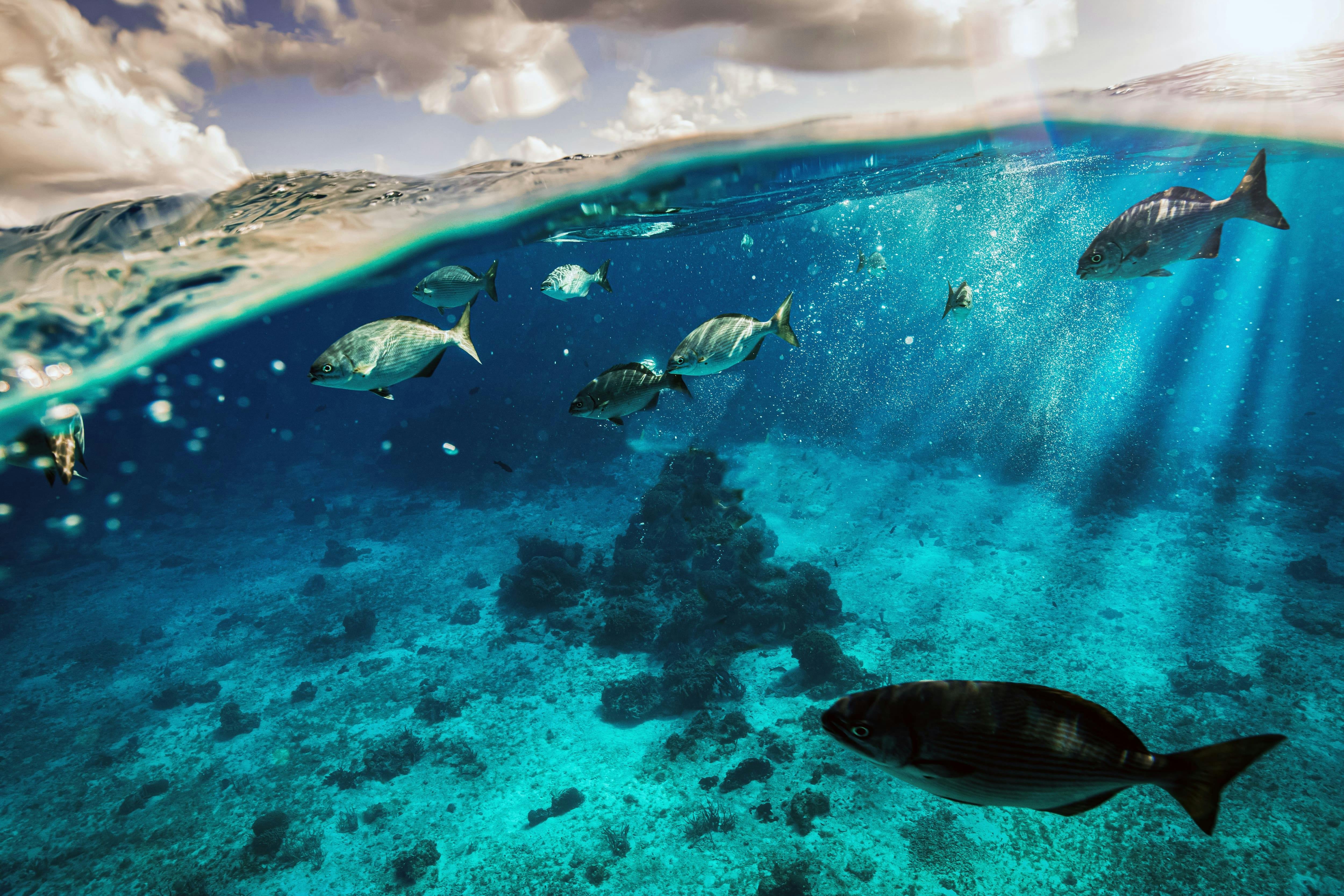 Cozumel El Cielo Snorkel Tour