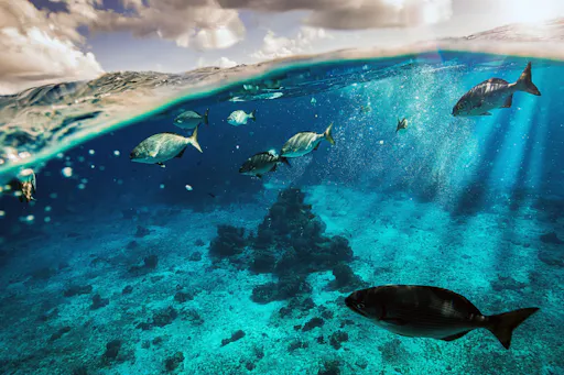 Cozumel El Cielo Snorkel Tour