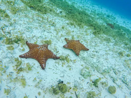 Cozumel El Cielo Snorkel Tour