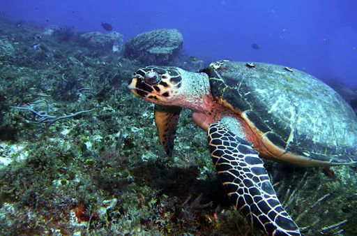 Cozumel El Cielo Snorkel Tour