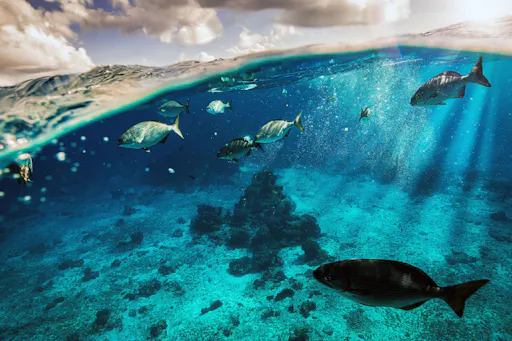 Cozumel El Cielo Snorkel Tour