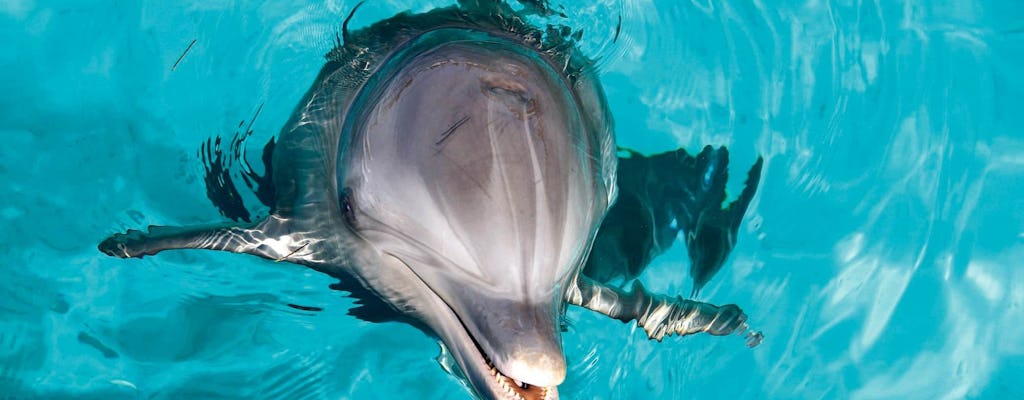 Bilet VIP do Garrafon Natural Reef Park i spotkanie z delfinami