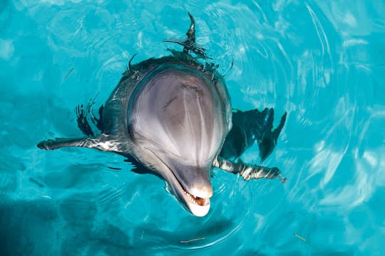 Billet VIP pour le parc de récifs naturels de Garrafón et expérience avec des dauphins
