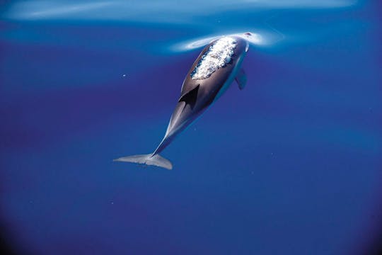Billet pour l'aventure de la baignade des dauphins du parc Aquaventuras