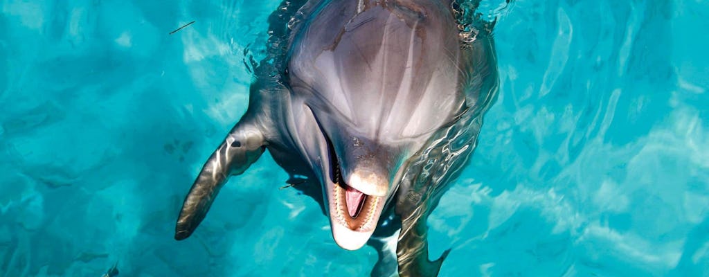 Aquaventuras Park Bilet na Okazja do zobaczeniakanie z delfinami