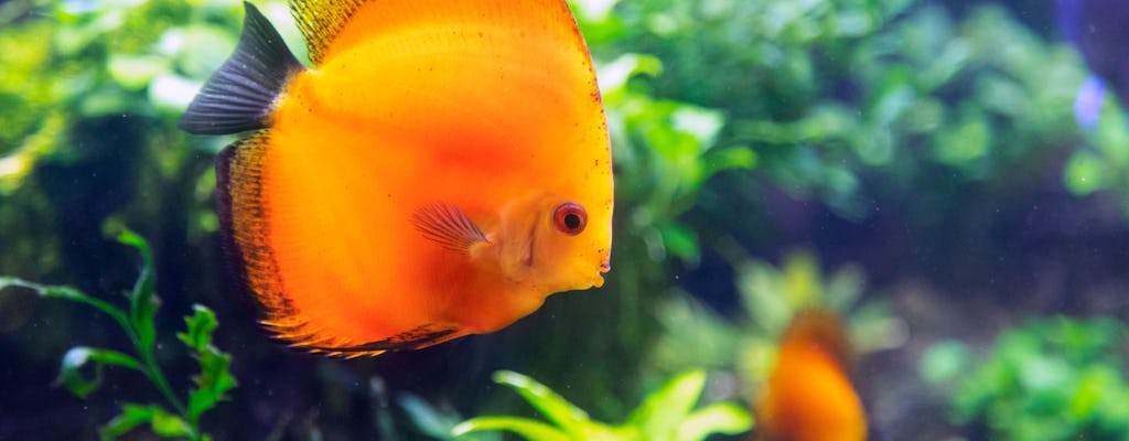 Biglietto per l'acquario interattivo del centro commerciale La Isla