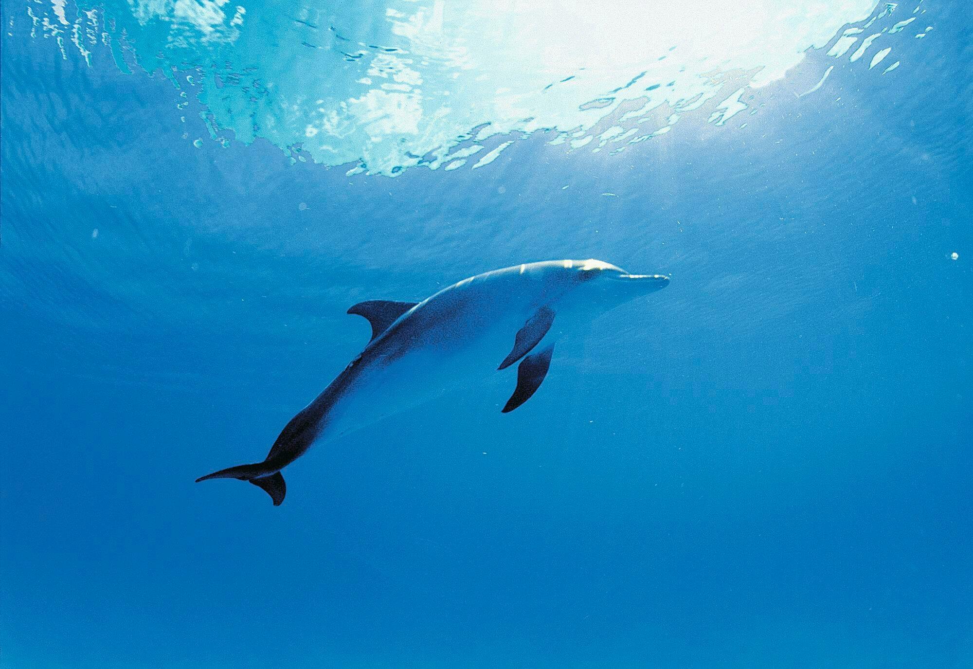 Delfin-Begegnung auf der Isla Discovery Nur Ticket