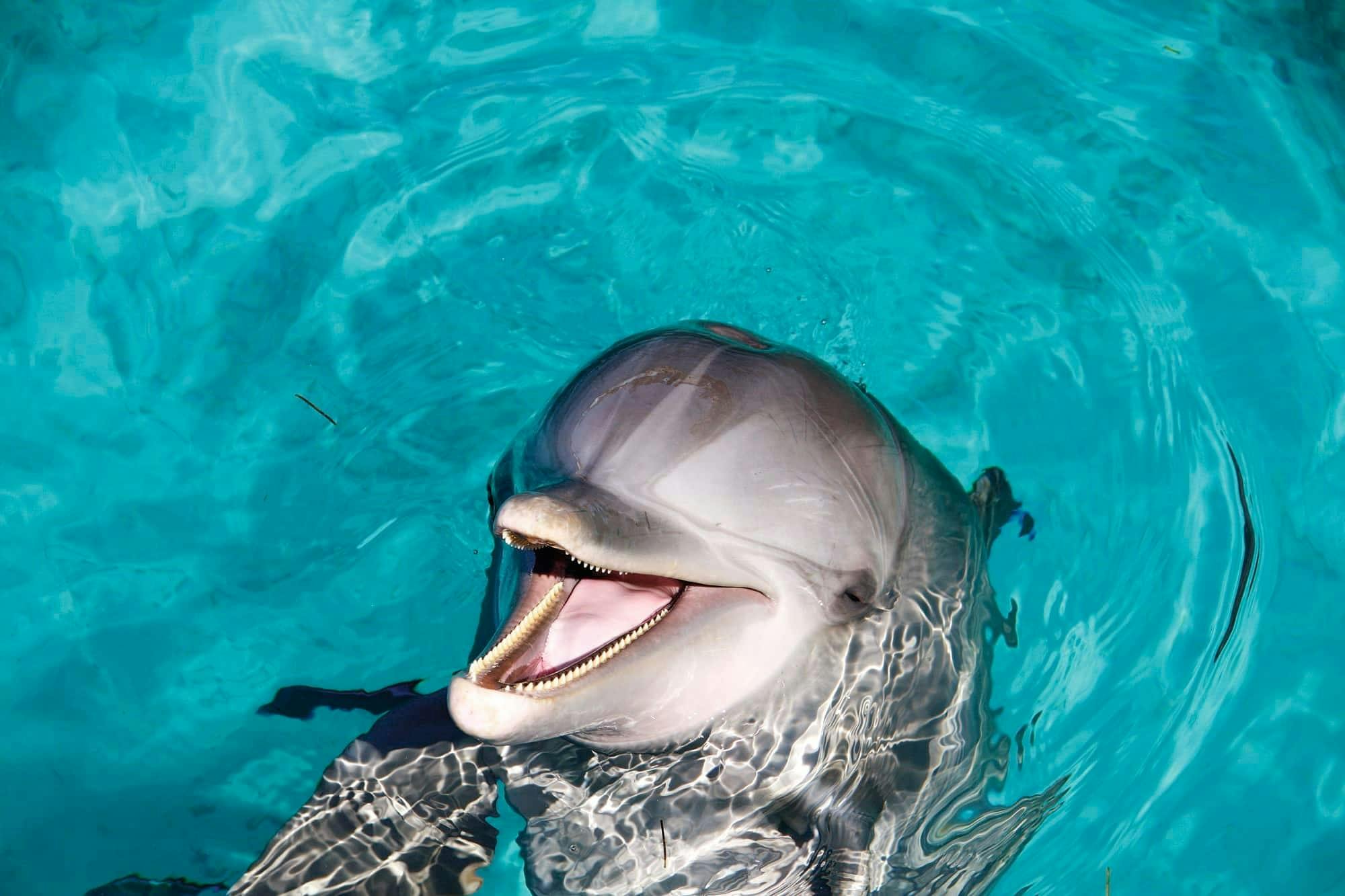 Dolphin Encounter at Isla Discovery Ticket Only