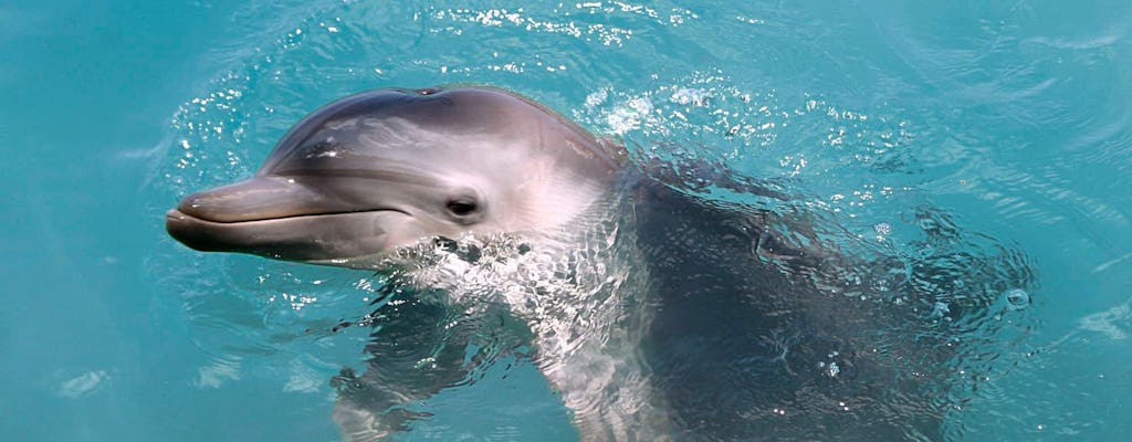 Delphinschwimm-Abenteuer im Dolphin Discovery Isla Mujeres Ticket