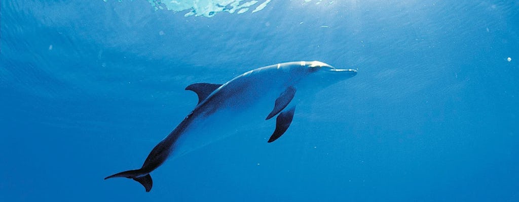 Okazja do zobaczeniakanie z delfinami na Isla Discovery Tylko bilet