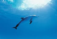 Dolphin Encounter At Isla Discovery Ticket Musement