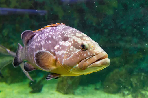 La Isa Mall Interactive Aquarium Ticket