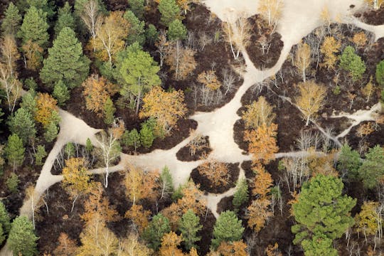 Visite guidée sur la biodiversité dans la forêt de Fontainebleau