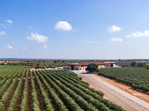 Son Mesquidassa Olive Mill Tour