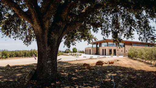 Son Mesquidassa Olive Mill Tour