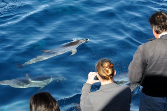 Delfinsafari på Gran Canaria