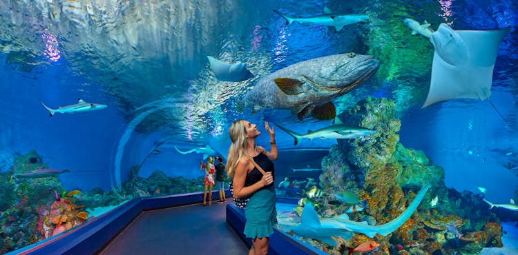 Cairns Discovery Tours