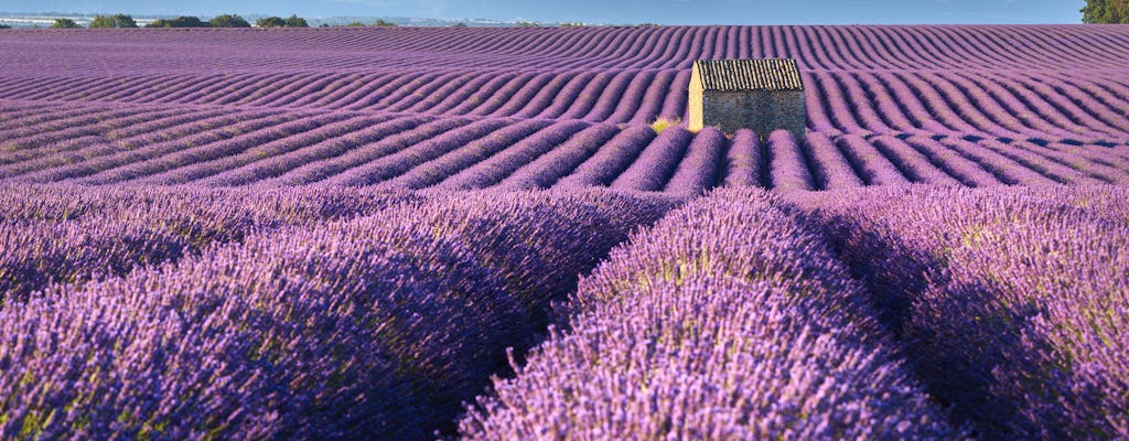 Provence & Lavender private excursion from Nice