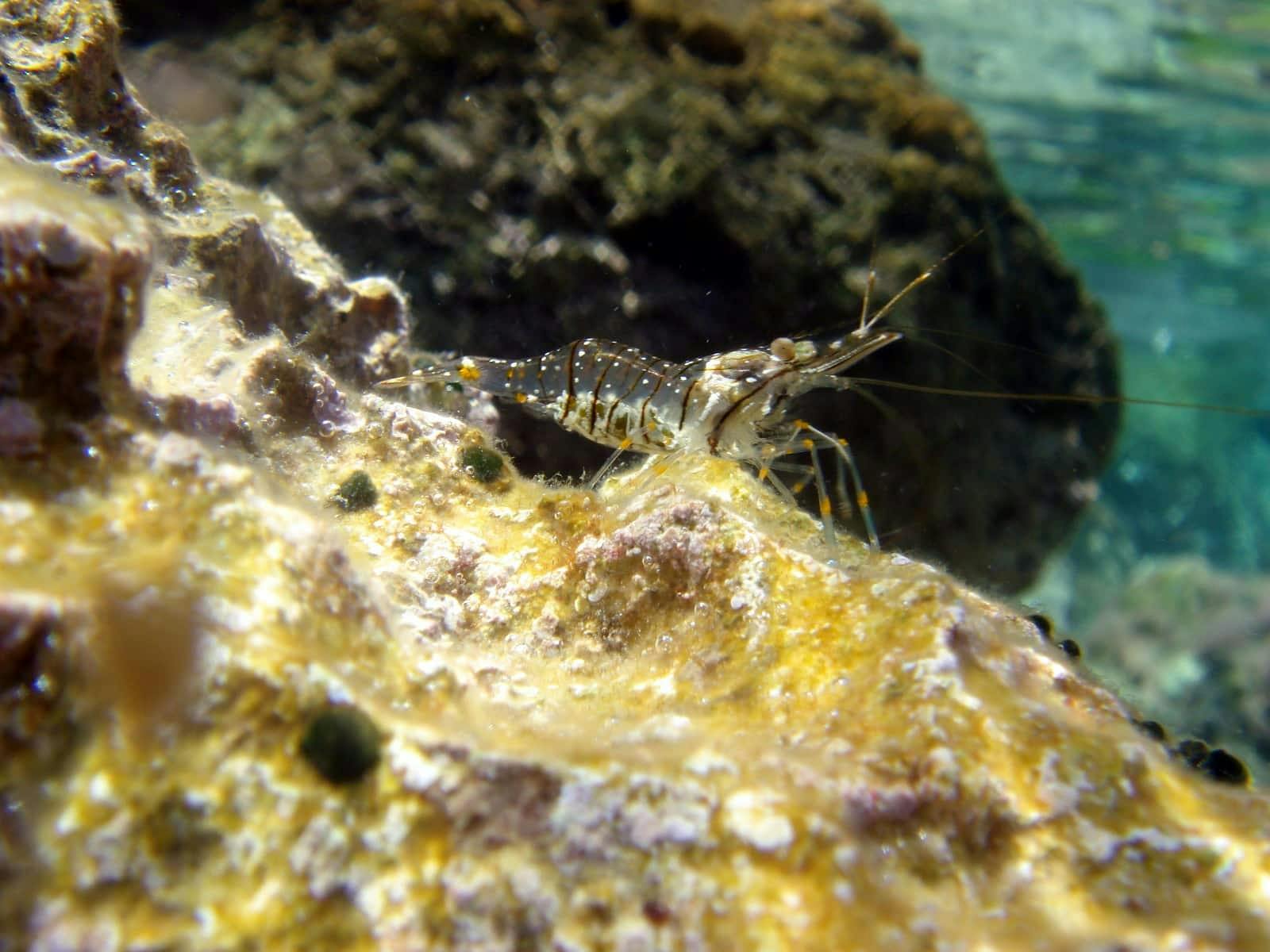 Marmaris Scuba Diving