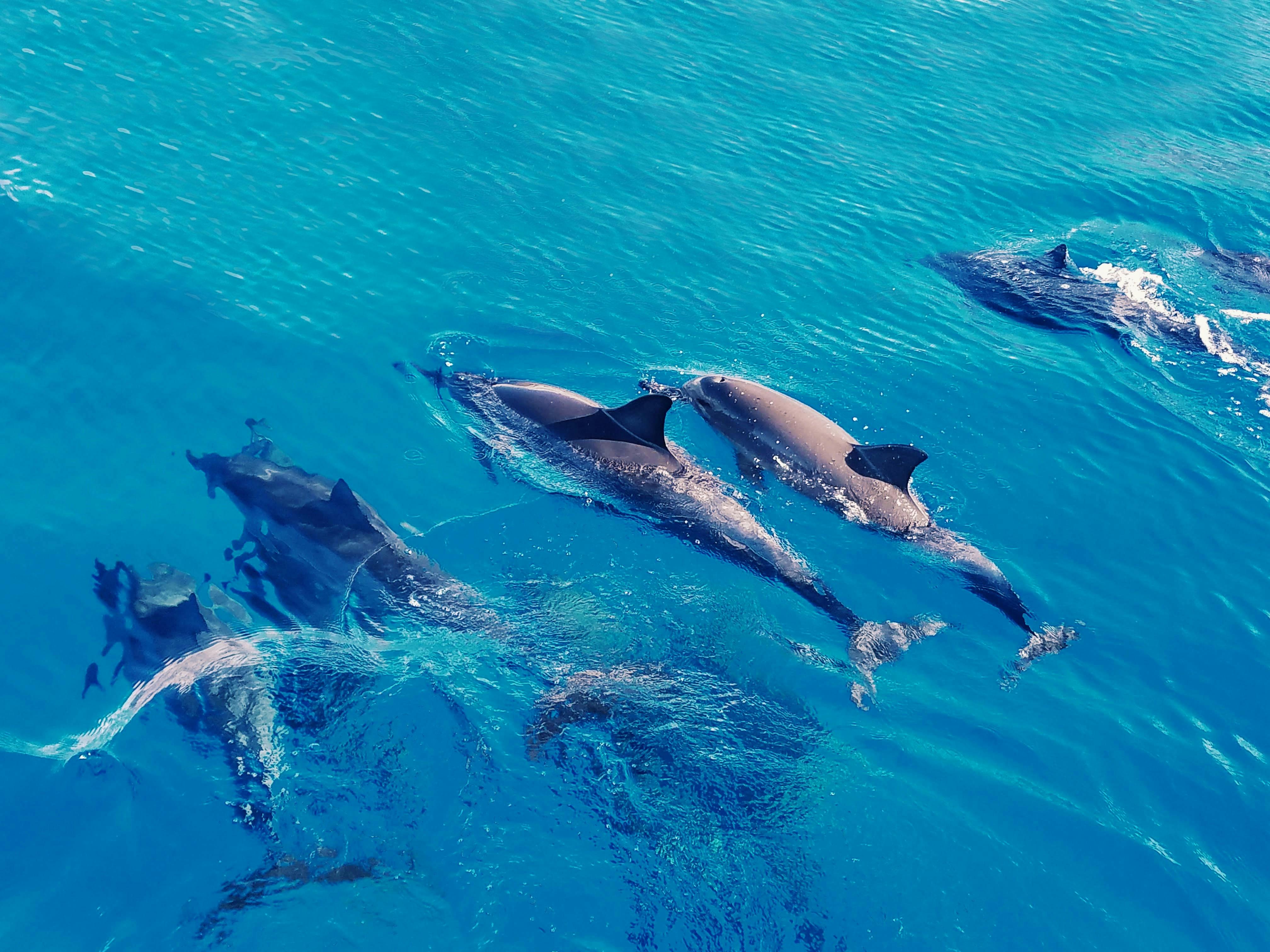 Wild dolphins swimming experience