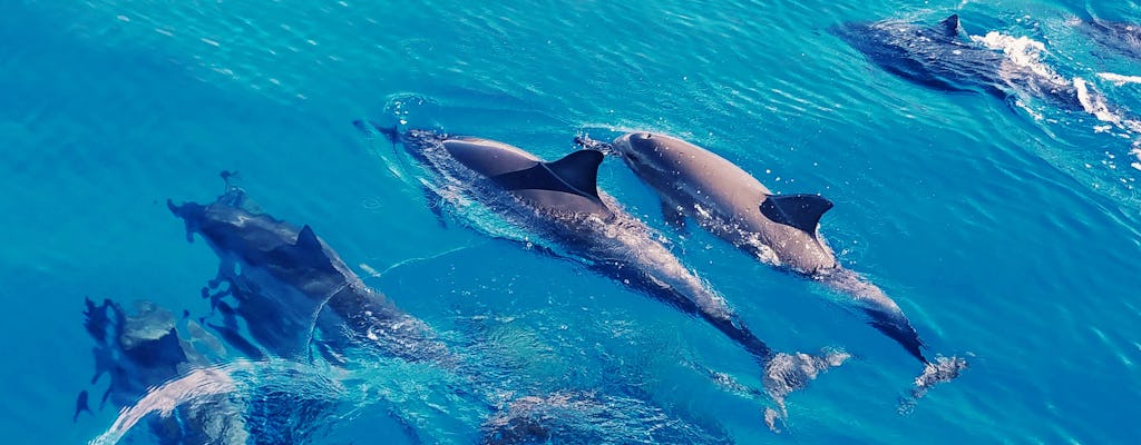Experiencia de nado con delfines salvajes