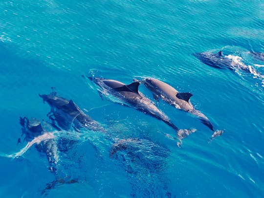 Esperienza di nuoto con i delfini selvatici