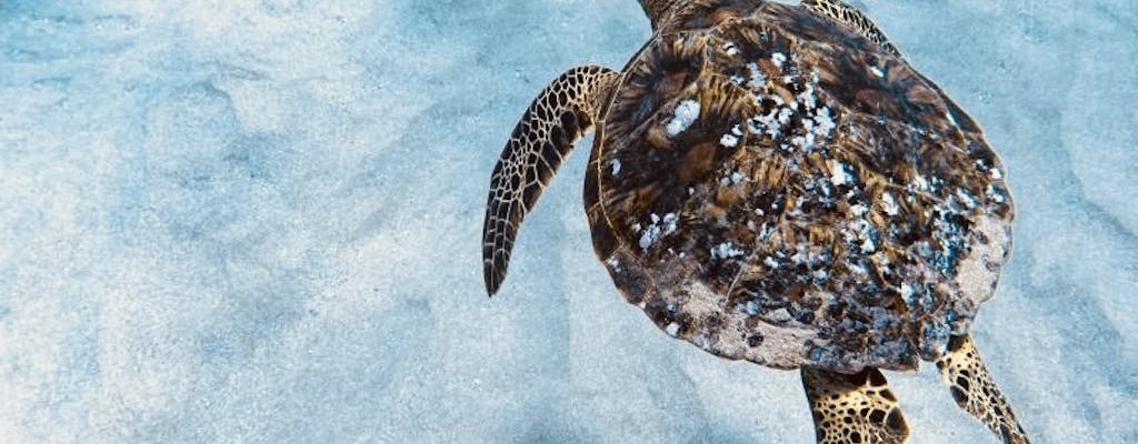 Snorkelervaring met schildpadden