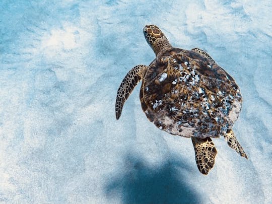 Expérience de plongée en apnée avec des tortues