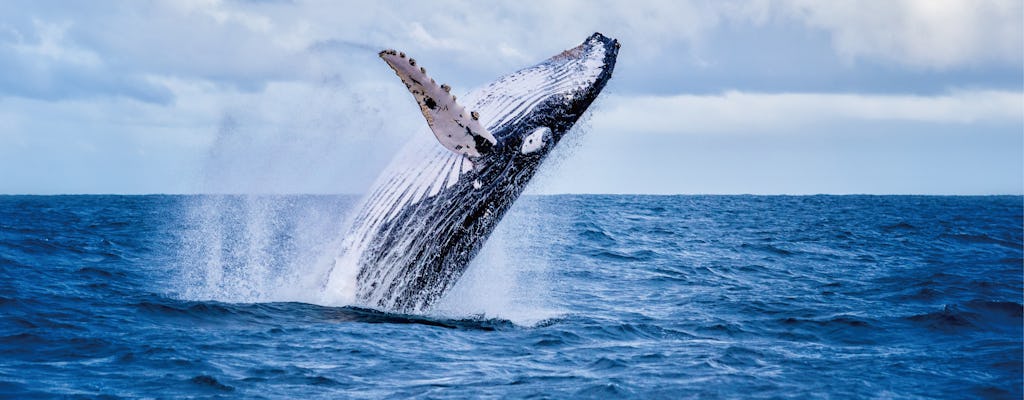 Experiência de observação de baleias