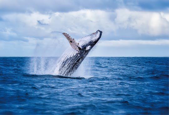 Experiencia de avistamiento de ballenas
