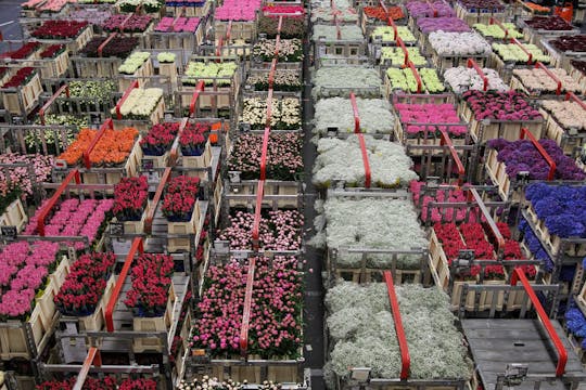 Visite guidée de la vente aux enchères de fleurs d'Aalsmeer au départ d'Amsterdam