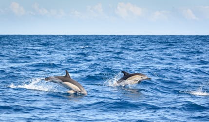 Lagos cruzeiro de observação de golfinhos de meio dia
