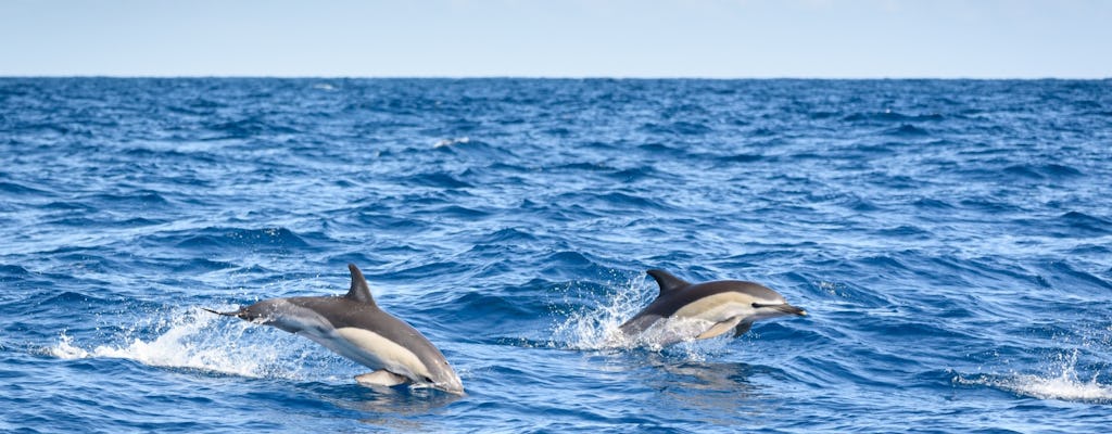 Lagos cruzeiro de observação de golfinhos de meio dia