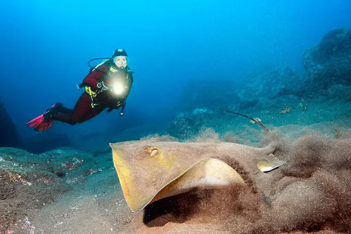 Madeira Diving Experience for Qualified Divers