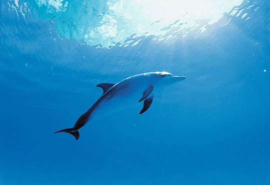 Delfinmöte på Isla Discovery – endast biljett