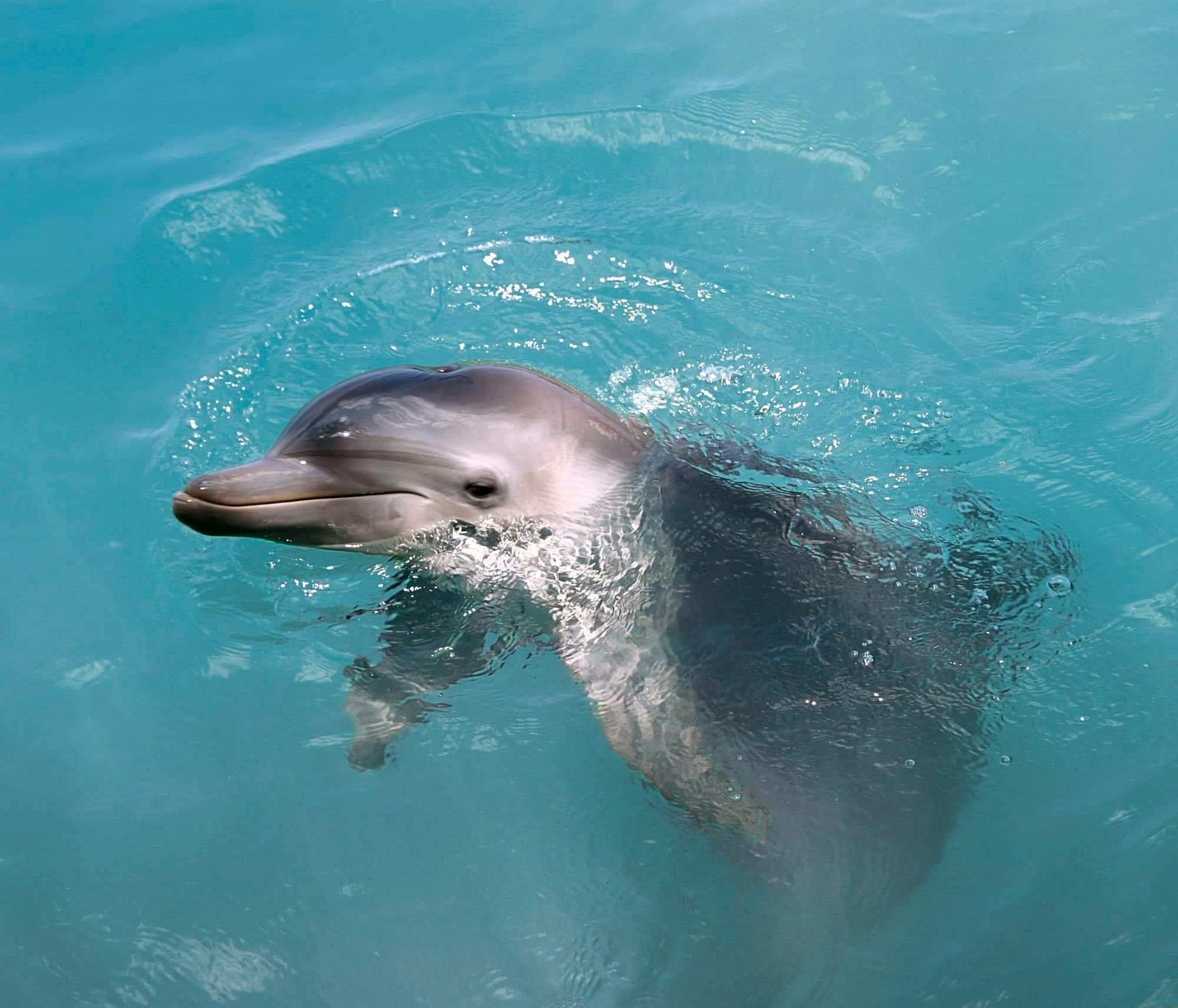 Dolphin Encounter at Isla Discovery Ticket Only