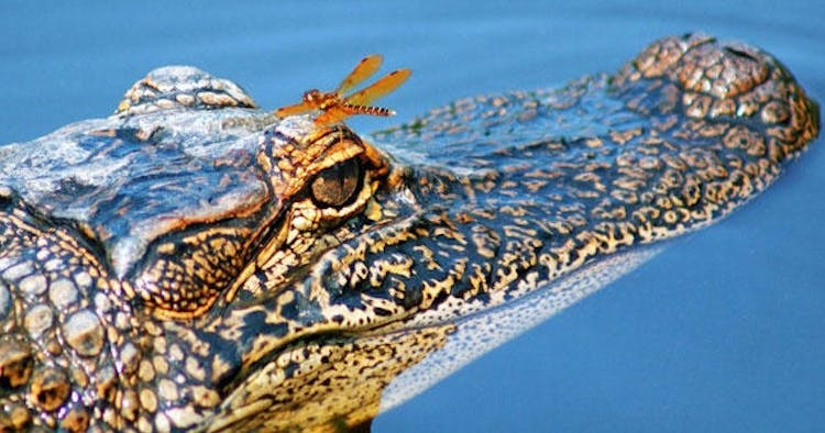 Oak Alley Plantation and Louisiana's swamp combo tour