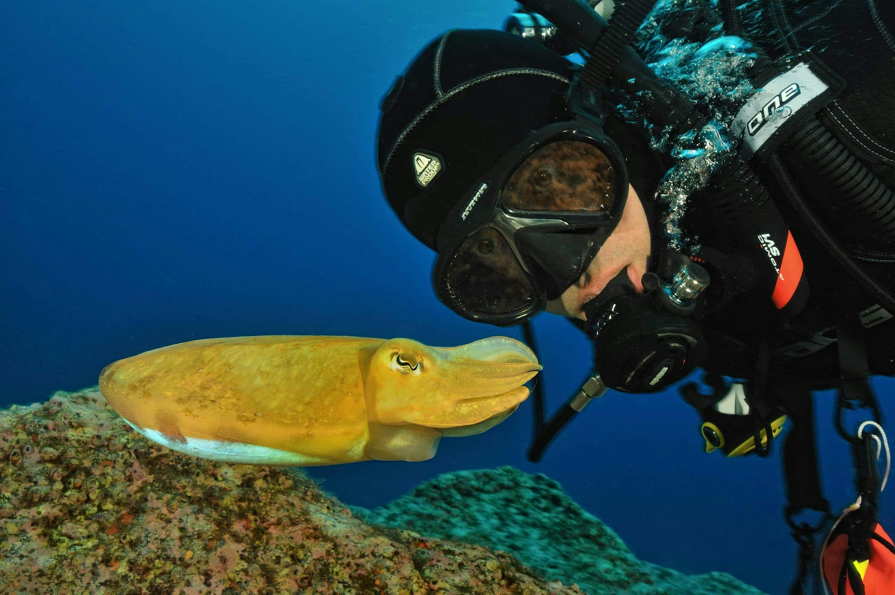 Esperienza di immersione a Madeira