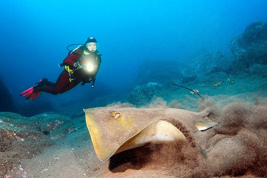 Madeira Diving Experience for Qualified Divers