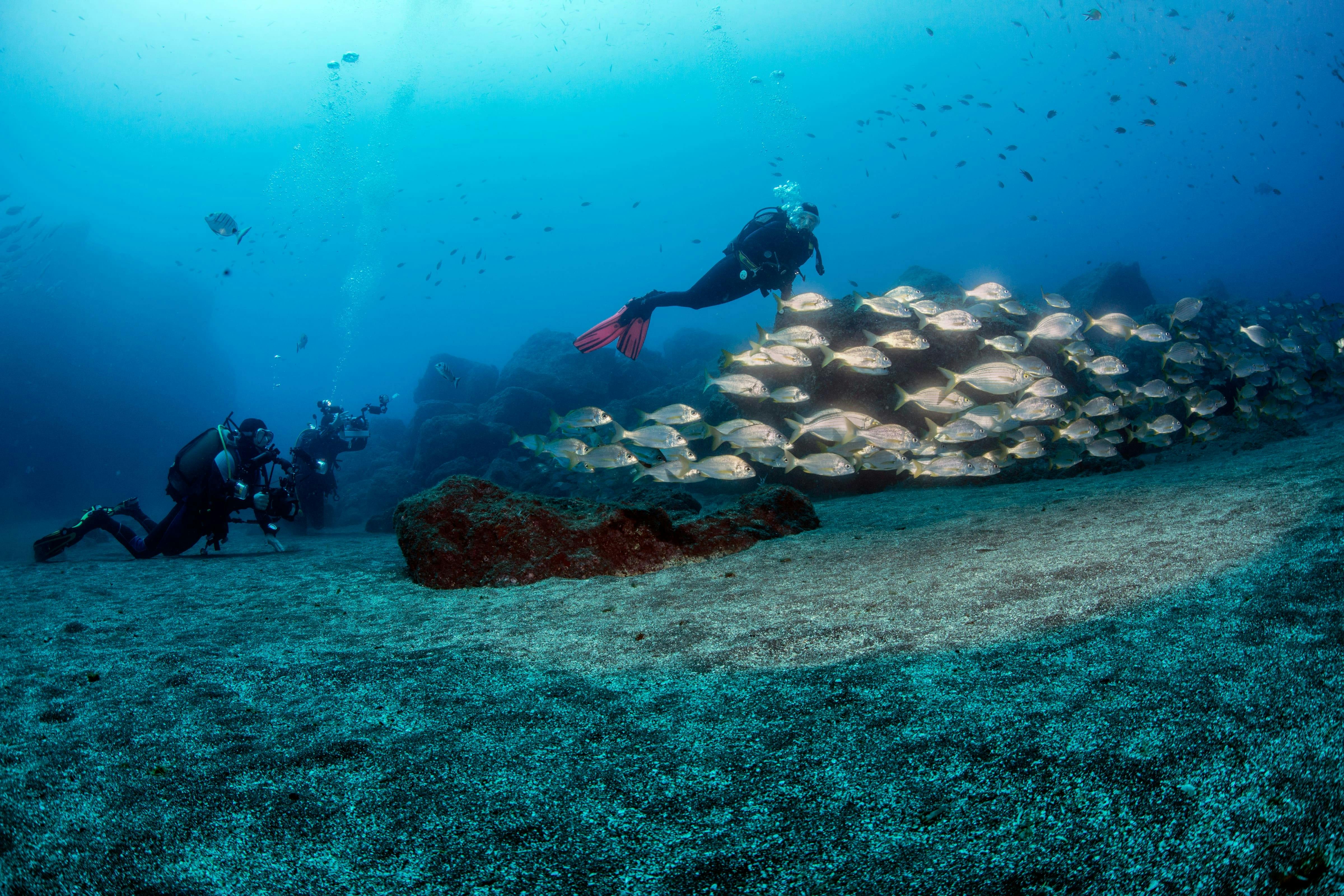 Madeira Diving Experience for Qualified Divers