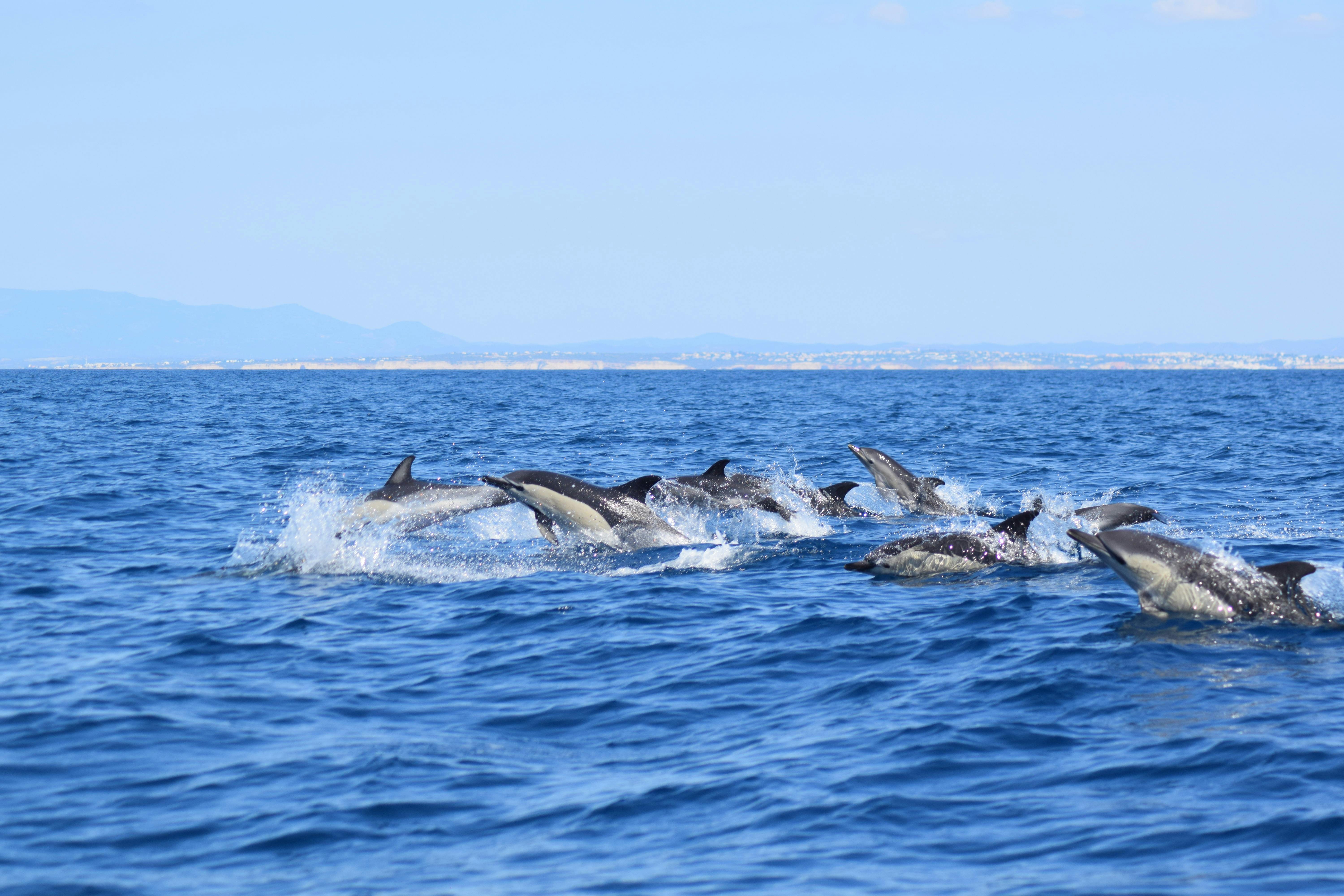 Algarve caves and dolphin watching tour Musement