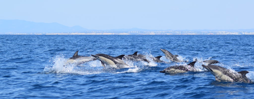 Algarve-Höhlen und Delfinbeobachtungstour