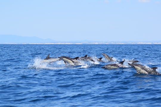 Jaskinie Algarve i wycieczka z obserwacją delfinów