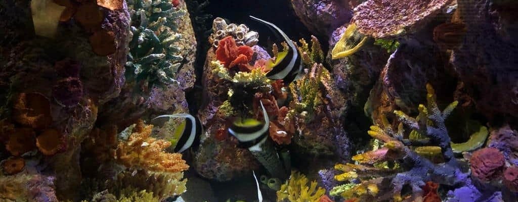 Izmir Stadttour und Aquarium