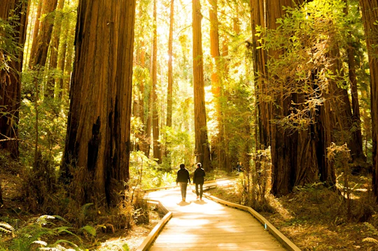 San Francisco Hop-On Hop-Off and Muir Woods Tour