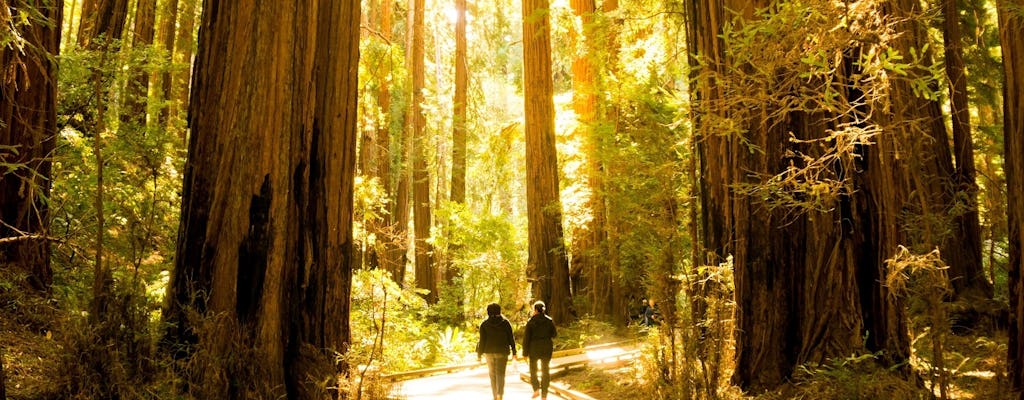 San Francisco 1-day hop-on hop-off and Muir Woods tour