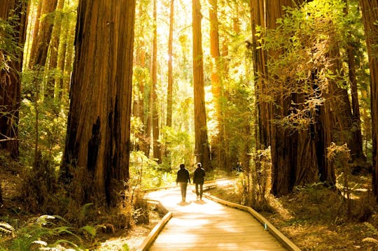 San Francisco 1-day hop-on hop-off and Muir Woods tour